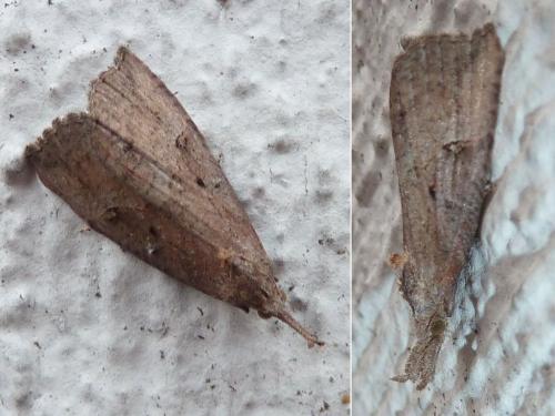 Hypena rostralis
